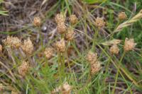 Plantago sempervirens
