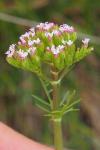 Centranthus calcitrapae