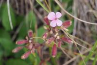 Saponaria ocymoides