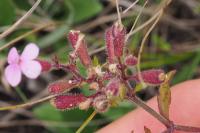 Saponaria ocymoides