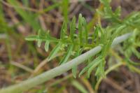 Centranthus calcitrapae
