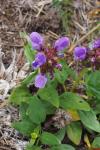 Prunella grandiflora