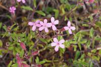 Saponaria ocymoides