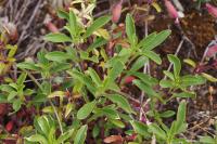 Saponaria ocymoides
