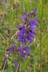 Salvia pratensis