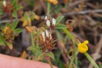 Trifolium scabrum