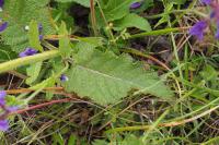 Salvia pratensis