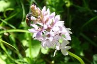 Dactylorhiza maculata