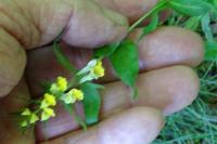 Melampyrum pratense