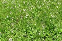 Eriophorum angustifolium