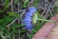Jasione montana