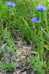 Jasione montana