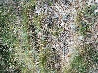 Rhaponticum coniferum