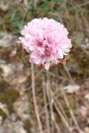 Armeria arenaria