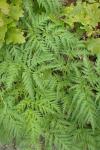 Artemisia vulgaris