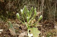 Ornithogalum umbellatum