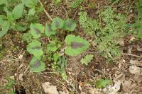 Phyteuma spicatum