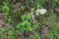 Saxifraga granulata