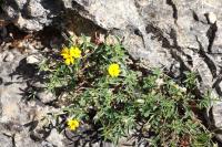 Argyrolobium zanonii