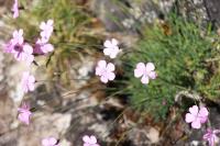 Dianthus subacaulis