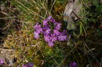 Erinus alpinus