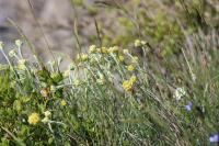 Helichrysum stoechas