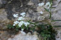 Kernera saxatilis