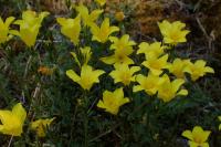 Linum campanulatum