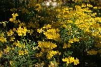 Lotus corniculatus