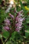 Orchis simia