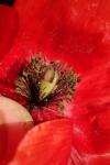 Papaver rhoeas