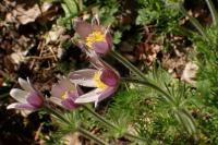 Pulicaria vulgaris