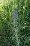 Echium vulgare