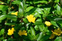 Ludwigia peploides
