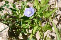 Nicandra physalodes
