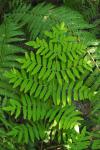 Osmunda regalis