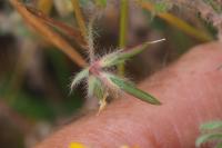 Lotus hispidus