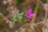 Dianthus armeria