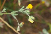 Lotus hispidus