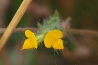 Lotus hispidus
