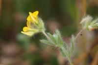 Lotus hispidus