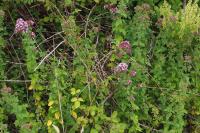Origanum vulgare