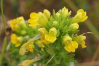 Bellardia viscosa