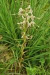 Himantoglossum hircinum