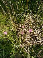 Erica tetralix