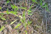 Dichanthelium