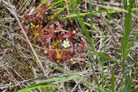 Drosera intermedia