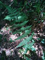 Dryopteris carthusiana