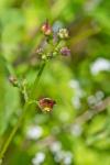 Scrophularia oblongifolia subsp. umbrosa