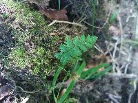 Cystopteris fragilis